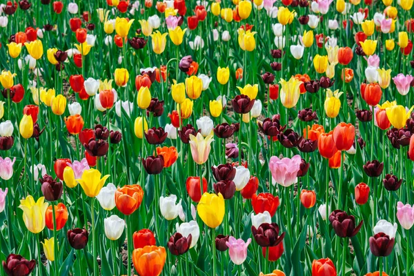 Display Various Tulips Montreal Spring —  Fotos de Stock