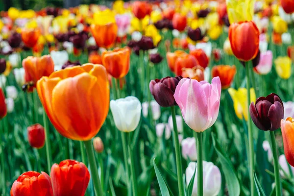 Montreal 'de, ilkbaharda çeşitli lalelerin gösterimi