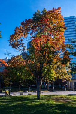 Montreal, Kanada - 11 Ekim 2022: Montreal şehir merkezinde sonbahar renkleriyle yapraklar patladı