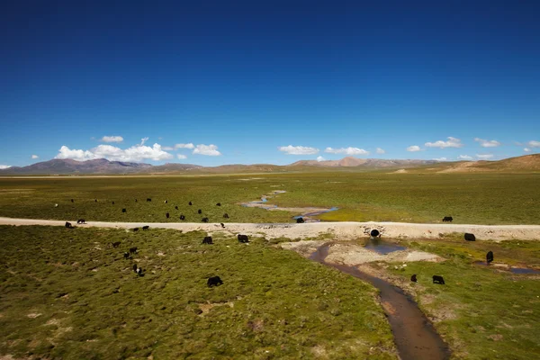 Yak nel paesaggio del Tibet — Foto Stock