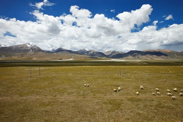 Ovejas pastando en las llanuras de la meseta tibetana —  Fotos de Stock