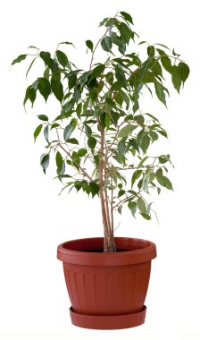 Ficus ağaç saksı içinde