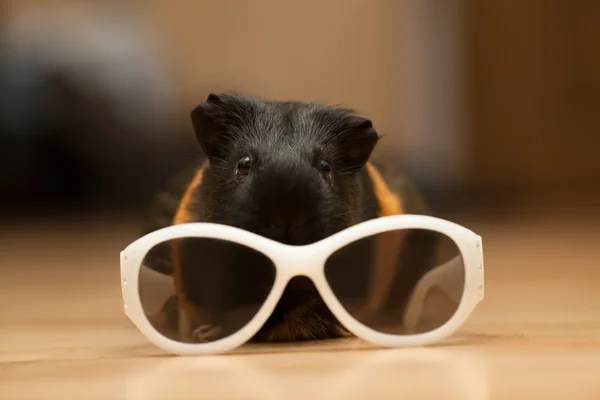 Cochon de Guinée avec lunettes — Photo