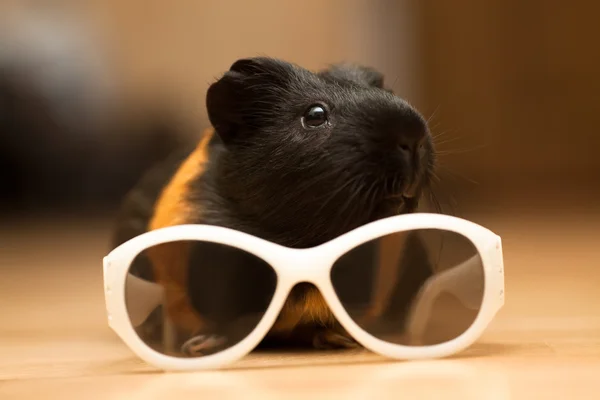 Cochon de Guinée avec lunettes — Photo