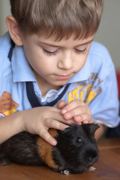 Boy and guinea pig — Stock Photo, Image