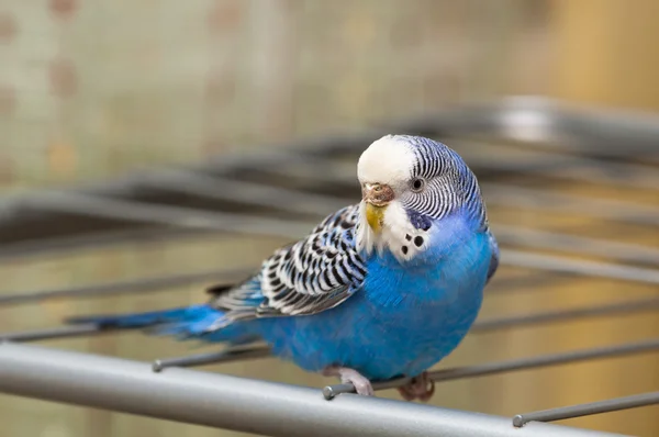 Blue budgie — Stock Photo, Image