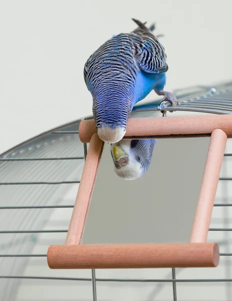 Budgie and a mirror — Stock Photo, Image