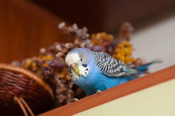 Portrait of budgerigar — Stock Photo, Image