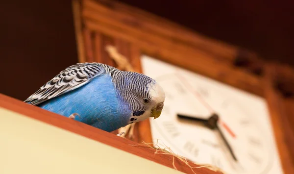 Budgerigar next to the clock — Stock Photo, Image