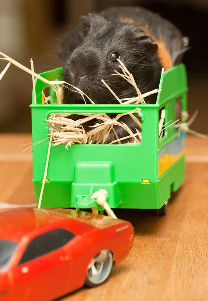 Guinea pig in trailer — Stock Photo, Image