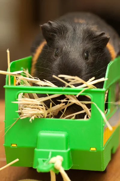 Guinea pig on hay in trailer — Stock Photo, Image