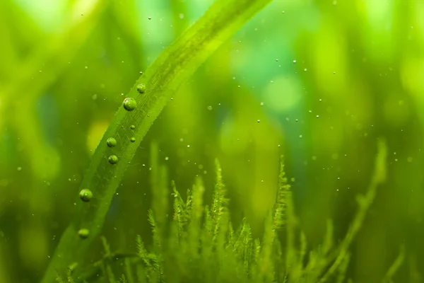 Bubblor och alger Stockfoto