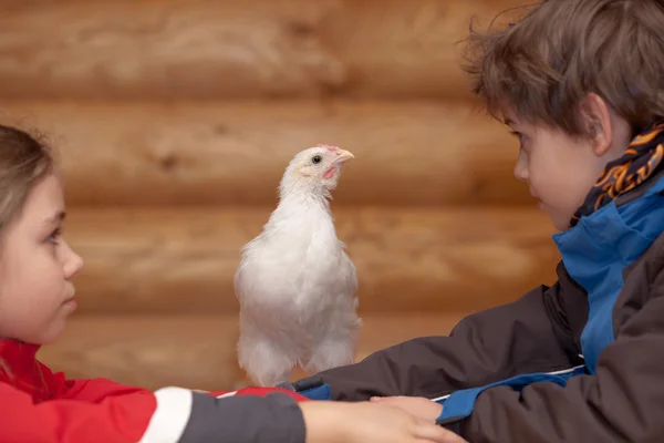 Young hen and children — Stock Photo, Image