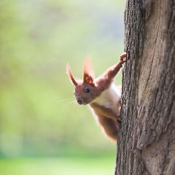 Orange squirrel — Stock Photo, Image