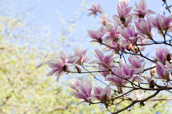 Magnolia blossoms — Stock Photo, Image