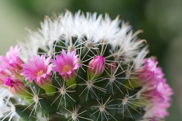 Cactus blommor Royaltyfria Stockbilder