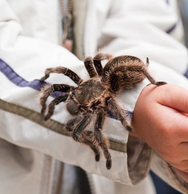 Büyük kıllı tarantula