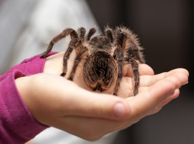 Büyük kıllı tarantula