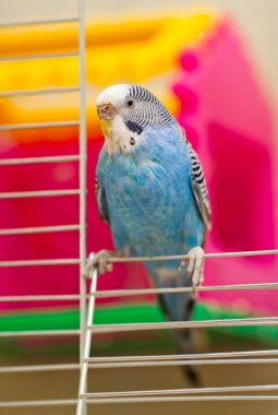 Blue budgie clipart