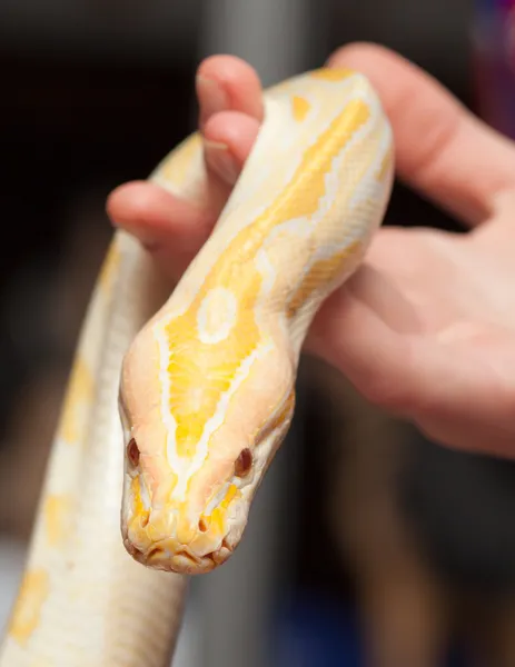 Close up of albino python — Stock Photo, Image