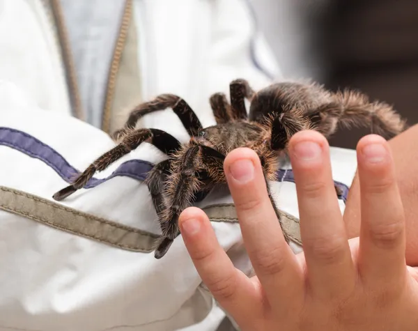 Große haarige Vogelspinne — Stockfoto