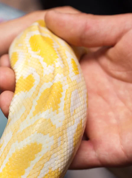 Close up of albino python — Stock Photo, Image