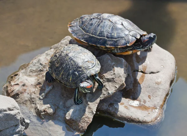 Tartarugas em pedra — Fotografia de Stock