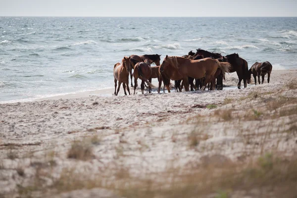 Wild horses on the beach — Stock Photo, Image