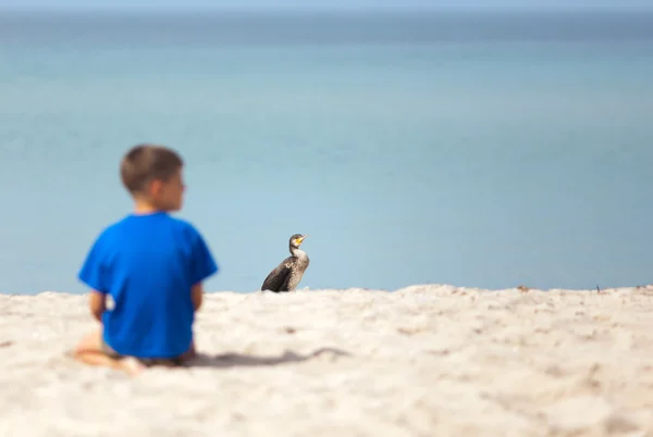 Cormorán en la playa — Foto de Stock