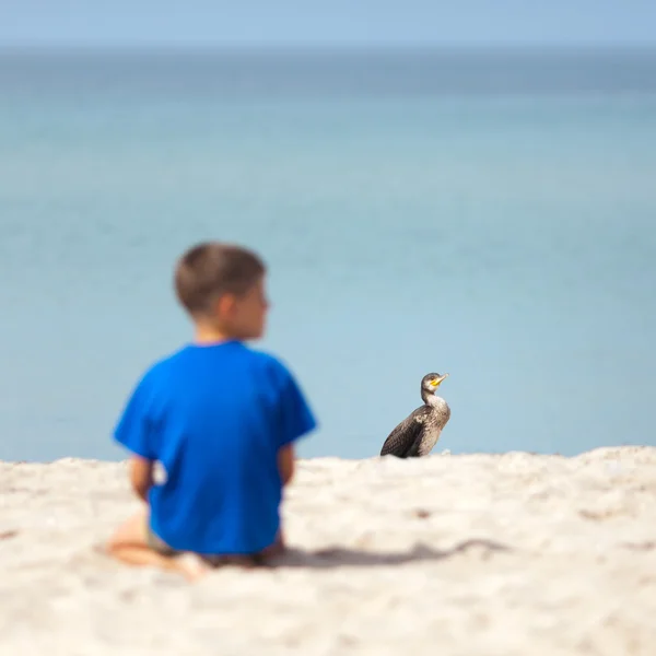 Cormorán en la playa — Foto de Stock