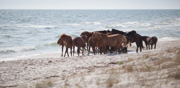 Chevaux sauvages sur la plage — Photo