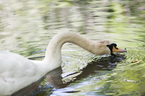 Big mute swan searching for food in water — Stock Photo, Image