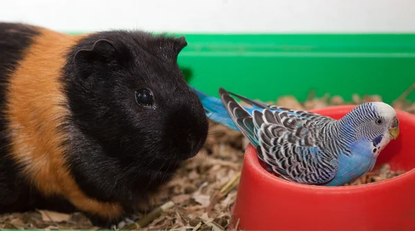 Animais de estimação — Fotografia de Stock