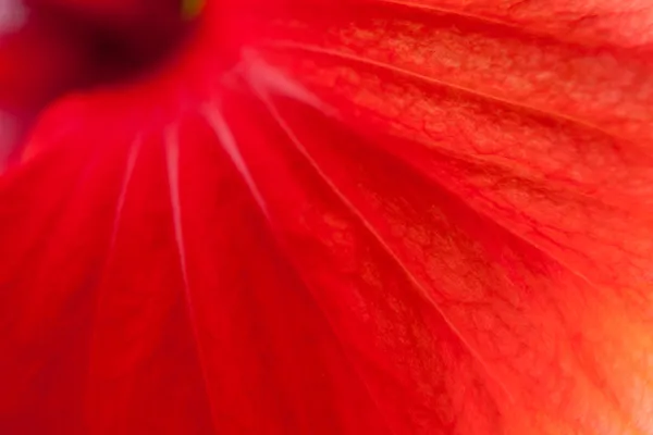 红芙蓉特写 — 图库照片