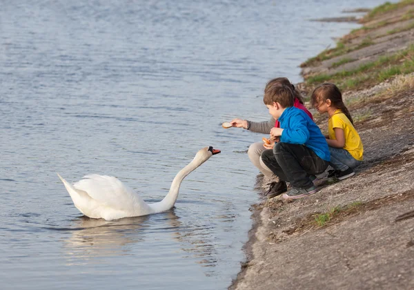 Kuğu besleme çocuk