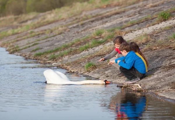 Children feeding swan — Stock Photo, Image