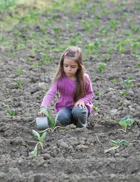 Arroser le patch de légumes — Photo