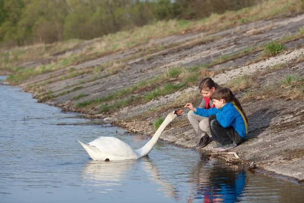 Children feeding swan — Stock Photo, Image