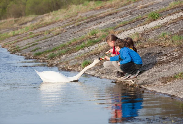 Niños alimentando cisne —  Fotos de Stock