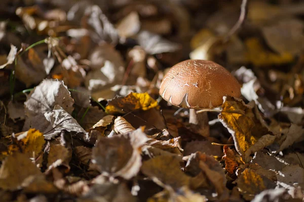 Leccinum — Stock fotografie