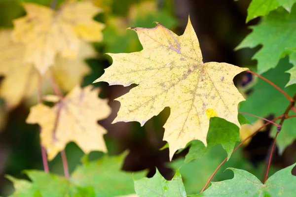 Herbstfarben — Stockfoto