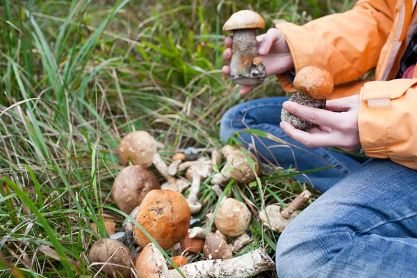 Harvest of fresh wild mushrooms — Stock Photo, Image
