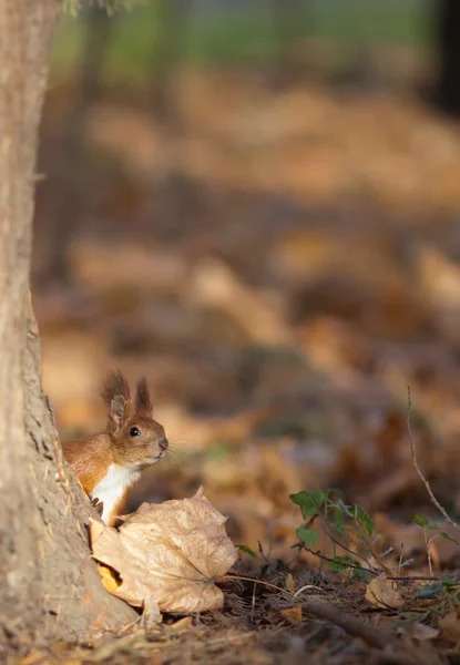 Red squirrel in autumn park — Stock Photo, Image