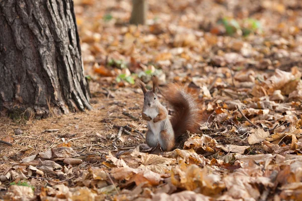 Red squirrel in autumn park — Stock Photo, Image