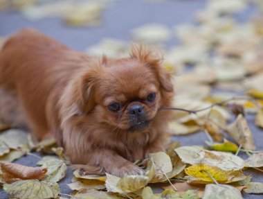 Pekingese plays with a tree branch clipart