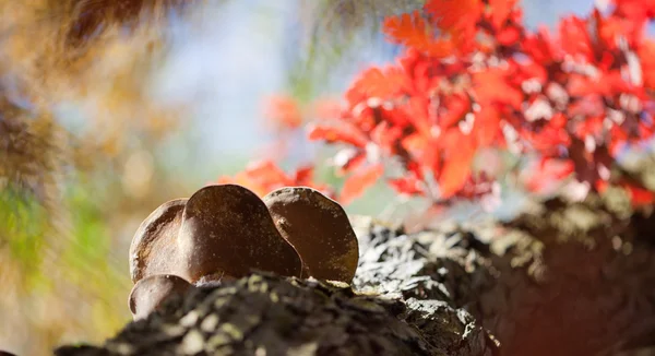 Roble con madrigueras — Foto de Stock