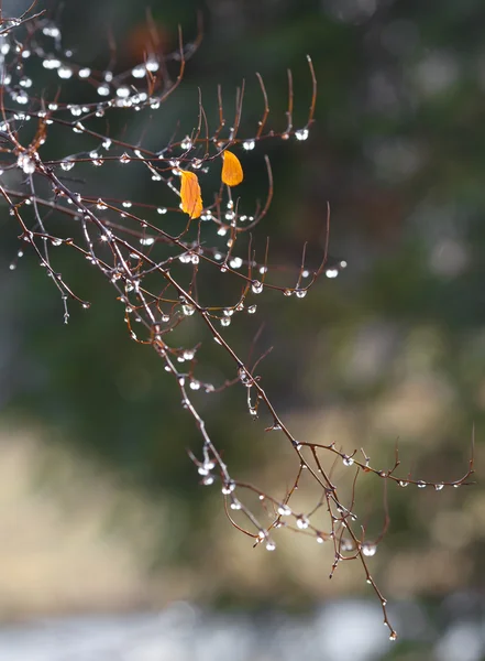 Sparkling droplets on branch — Stock Photo, Image