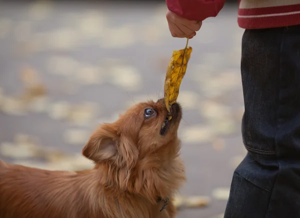 Prendere in giro un animale domestico — Foto Stock