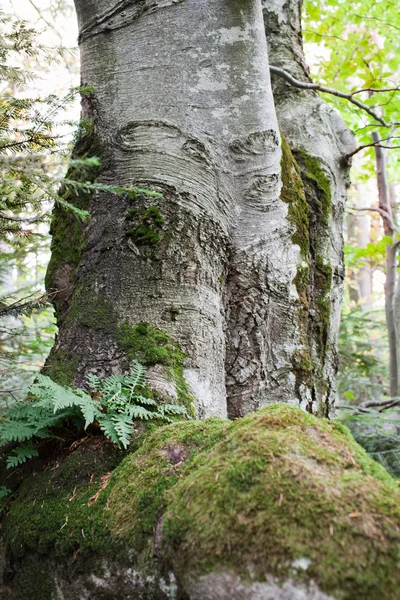 Old beech — Stock Photo, Image