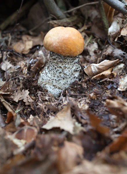 Leccinum — Stock fotografie